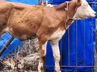 Сиыр, Simmental cattle — 8-сурет