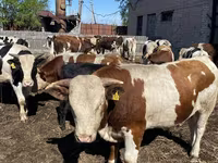 Buğa, Simmental cattle — foto 6