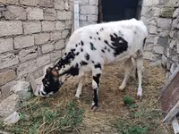 Kuh, Russian Black pied cattle — Foto 6
