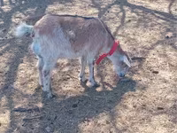 عنزة, Alpine goat — الصورة 3