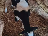 Vaca, Russian Black pied cattle — foto 2