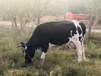 母牛, Holstein breed — 照片 1