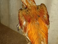 Chickens — الصورة 2