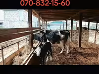 Vaca, Raza Holstein — foto 2
