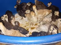 Turkeys — foto 4