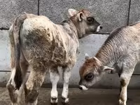 Toro, Ganado vacuno — foto 6