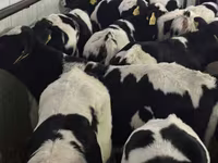 Rinder (Partie, Geschlecht nicht angegeben), Russian Black pied cattle — Foto 4