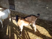 बकरा, Alpine goat — फ़ोटो 2