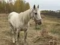 Caballo, Horse breed — foto 8