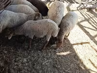भेड़, भेड़ — फ़ोटो 5