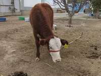 Kuh, Latvian Blue cattle — Foto 3