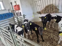 Bulle, Russian Black pied cattle — Foto 1