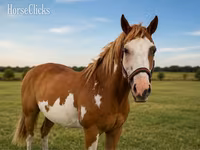 حصان, American paint horse — الصورة 3
