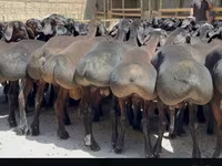 Widder, Hissar sheep — Foto 6