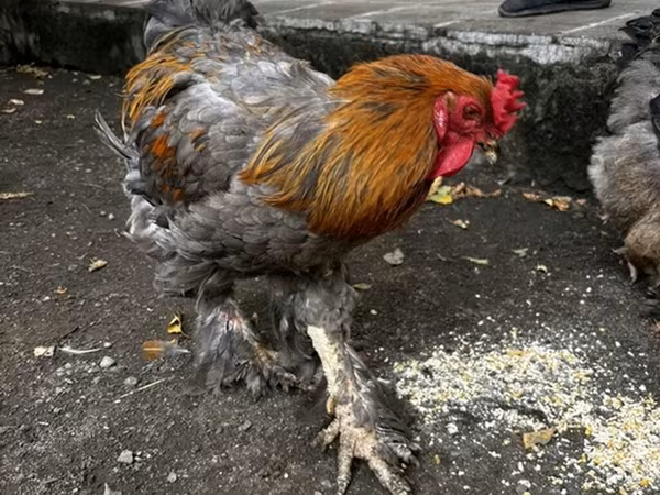 Brahma
