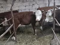 Sigir, Qozog'iston oq boshli sigir — 2-rasm