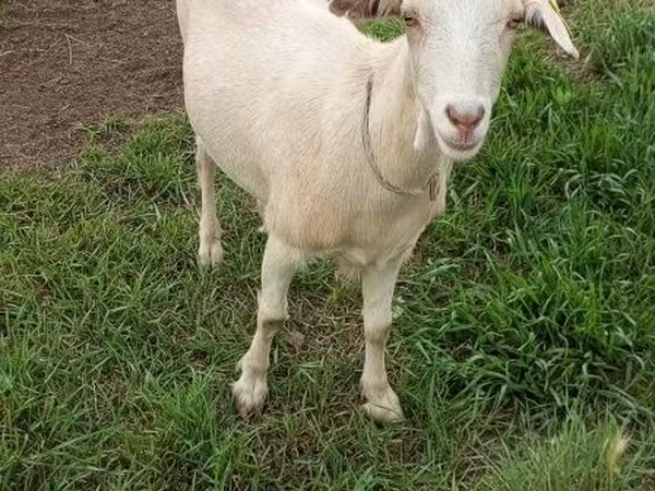 Ешкі, Saanen goat