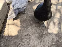 Ducks — الصورة 2
