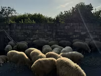 Schafe (Partie, Geschlecht nicht angegeben), Schafe — Foto 1