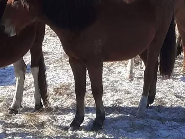 خيول (دفعة، الجنس غير محدد), Horse breed