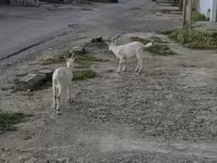 母山羊, Goats — 照片 1