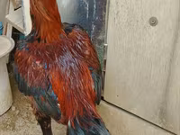 Chickens — photo 1