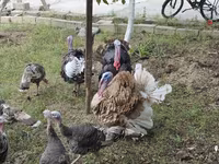 Turkeys — 4-rasm