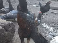 Chickens — 2-rasm