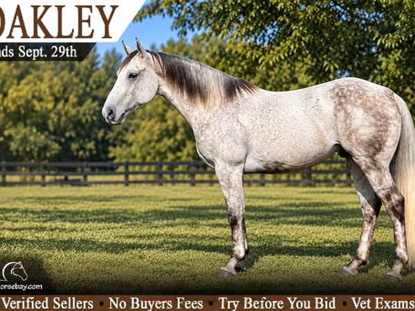 At, Quarter Horse