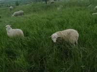 公羊, Sheep — 照片 7