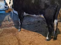 Kuh, Latvian Blue cattle — Foto 1