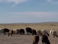 Widder, Edilbay sheep — Foto 2