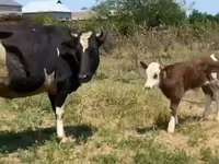 Sigir, Russian Black pied cattle — 3-rasm