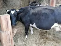 بقرة, Swiss cattle — الصورة 6