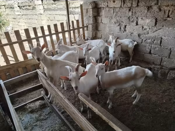 Козел, Saanen goat