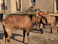 Goat, Goats — photo 2