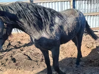 At, Orlov Trotter — foto 1
