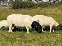 मेढ़ा, Dorper sheep — फ़ोटो 3