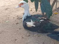 pato criollo doméstico — foto 3