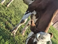 Kuh, Simmental cattle — Foto 1