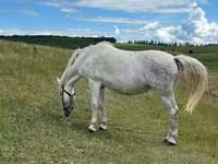 Mare, Horses — photo 2