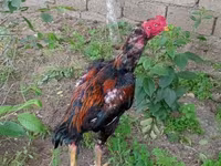 Chickens — الصورة 2