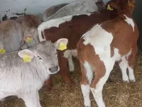 Buqa, Simmental cattle — 7-rasm