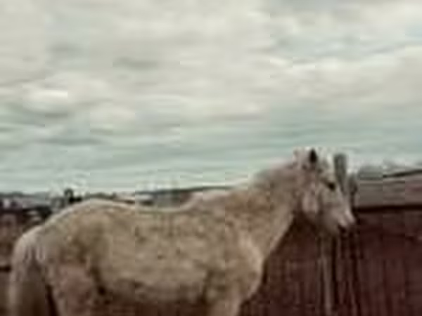 Stute, Horse breed