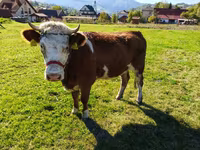 母牛, Cattle — 照片 3