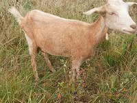 Ziege, Ziegen — Foto 3