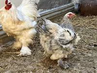 Brahma — foto 3