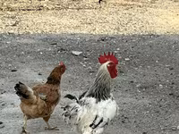Chickens — Foto 4