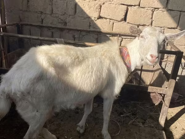 母山羊, Saanen goat