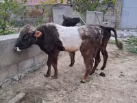 Toro, Ganado vacuno — foto 1